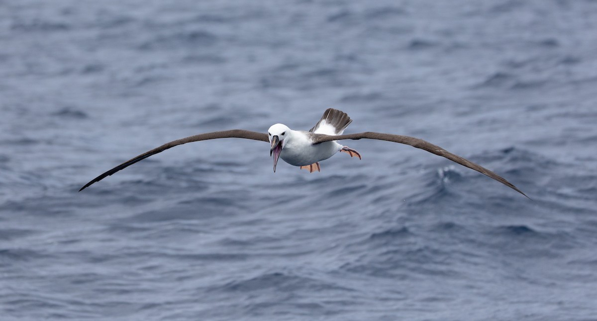 Альбатрос жовтодзьобий індійський - ML646777113