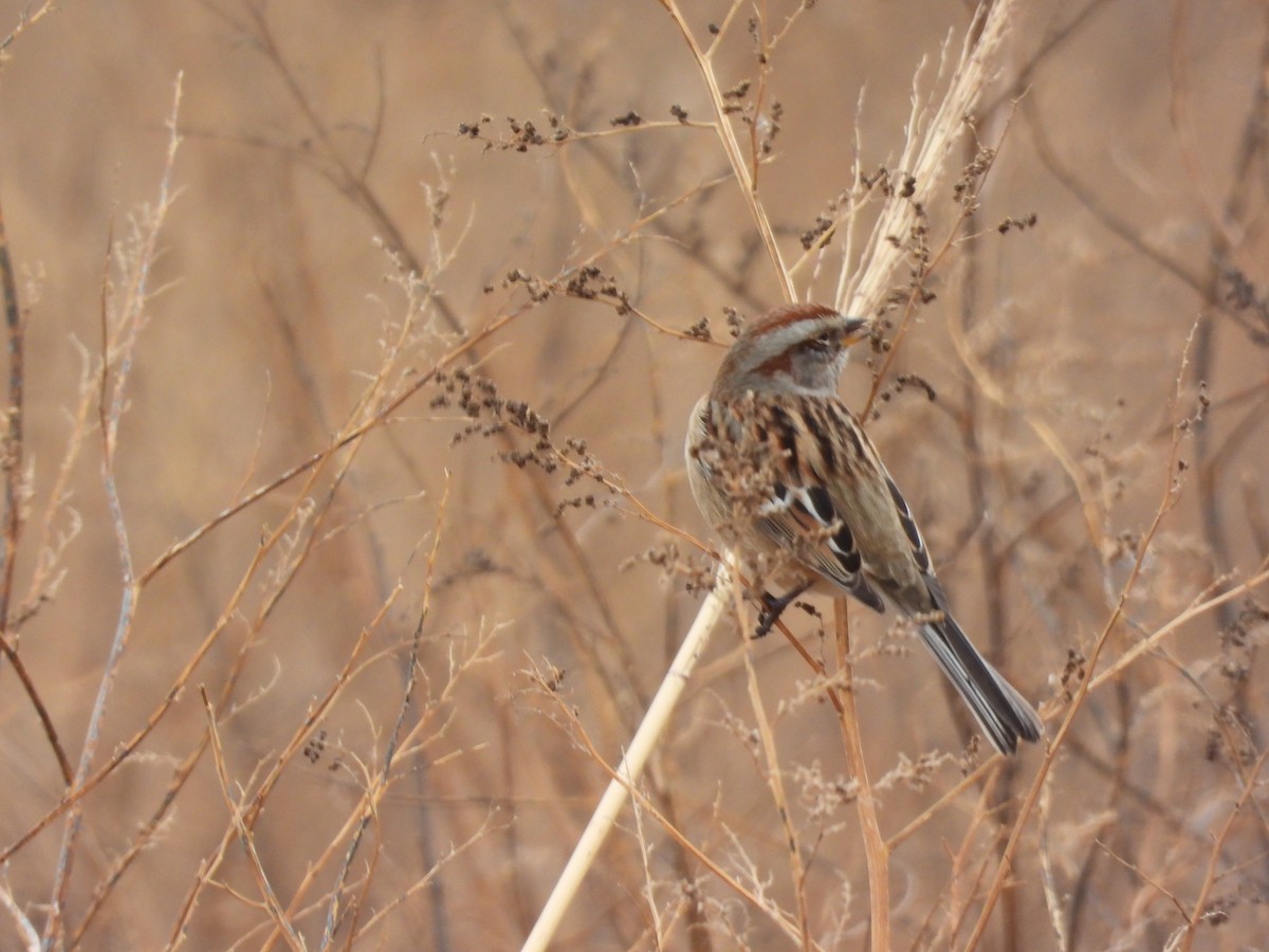 American Tree Sparrow - ML646777115