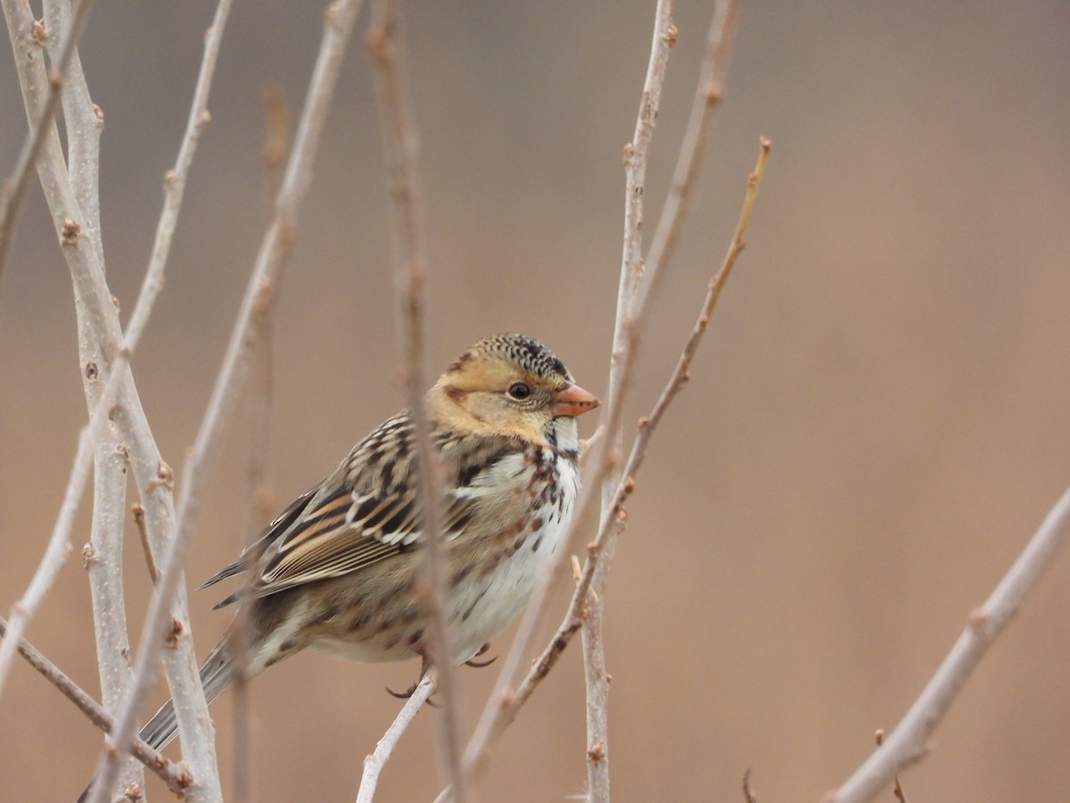 Harris's Sparrow - ML646777118