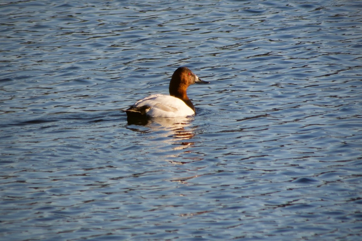 Porrón Coacoxtle - ML646777120