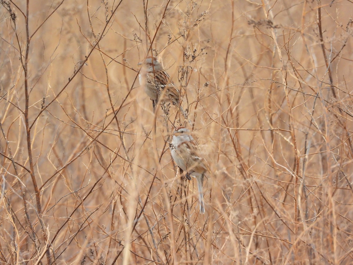 American Tree Sparrow - ML646777122