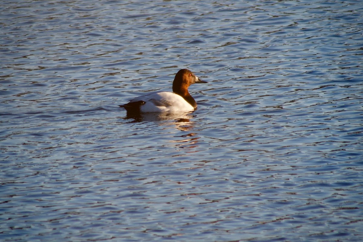 Porrón Coacoxtle - ML646777123