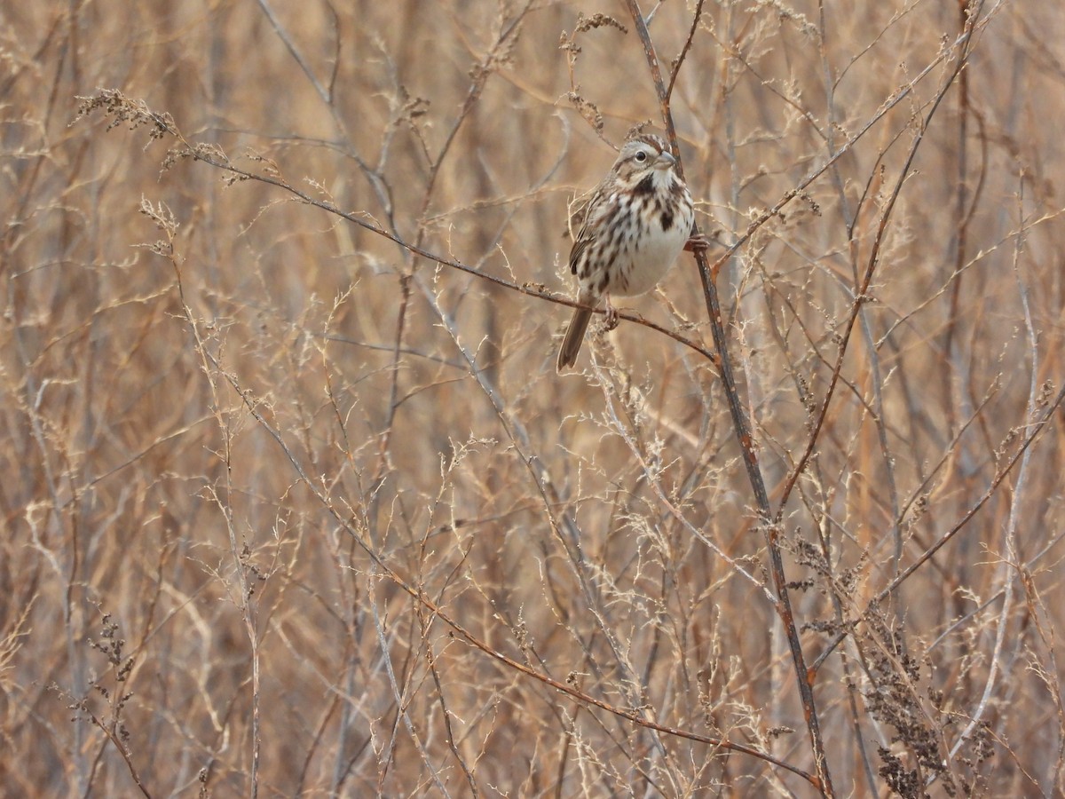 Song Sparrow - ML646777127