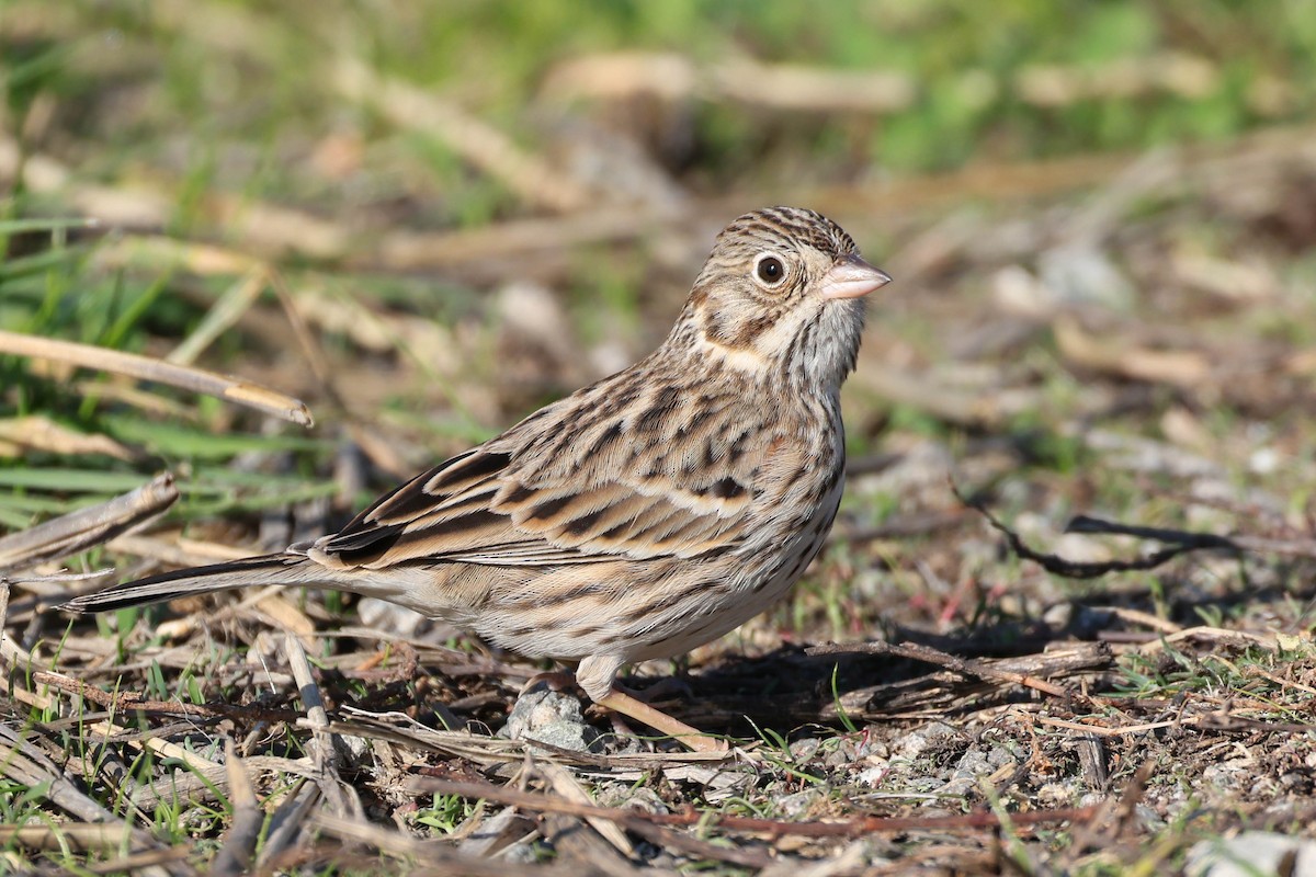 Vesper Sparrow - ML646777128