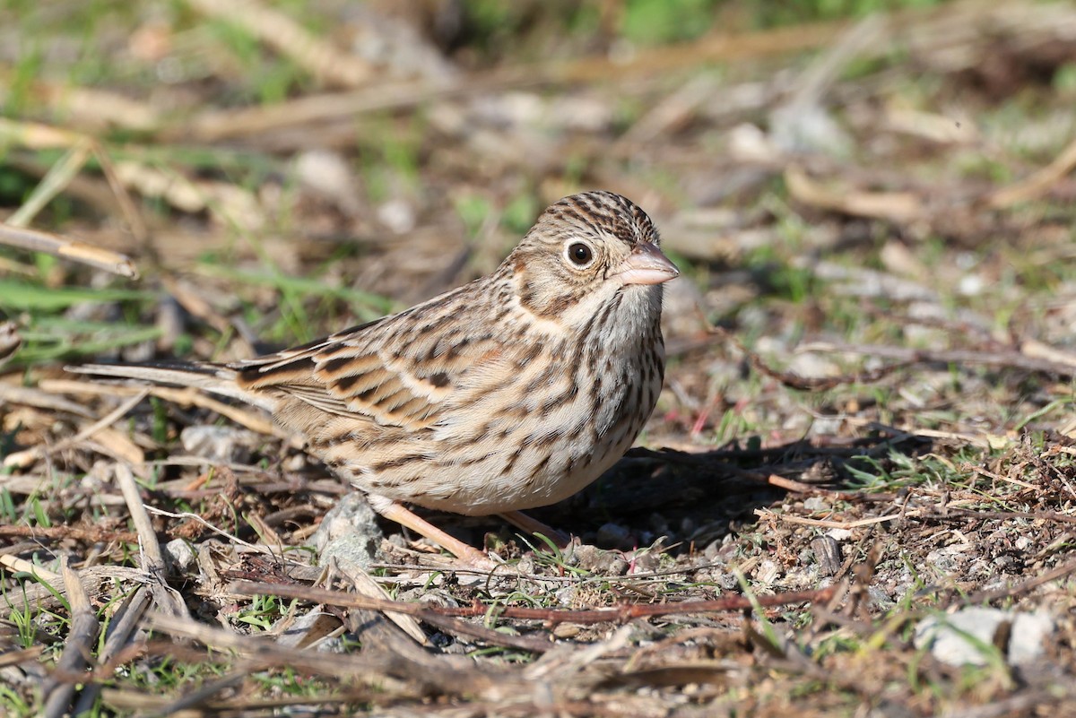 Vesper Sparrow - ML646777129