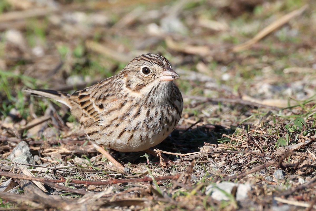 Vesper Sparrow - ML646777131