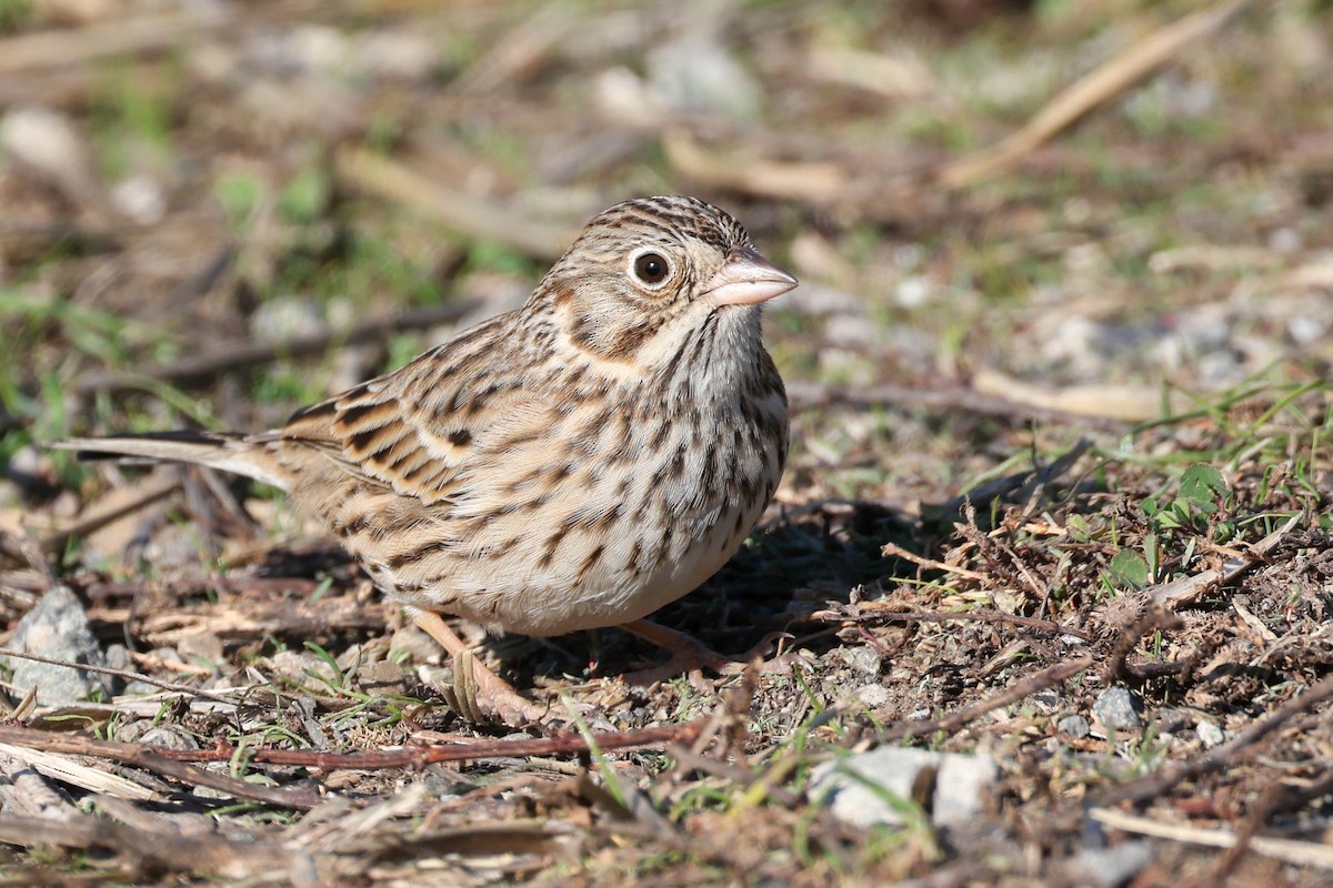 Vesper Sparrow - ML646777132