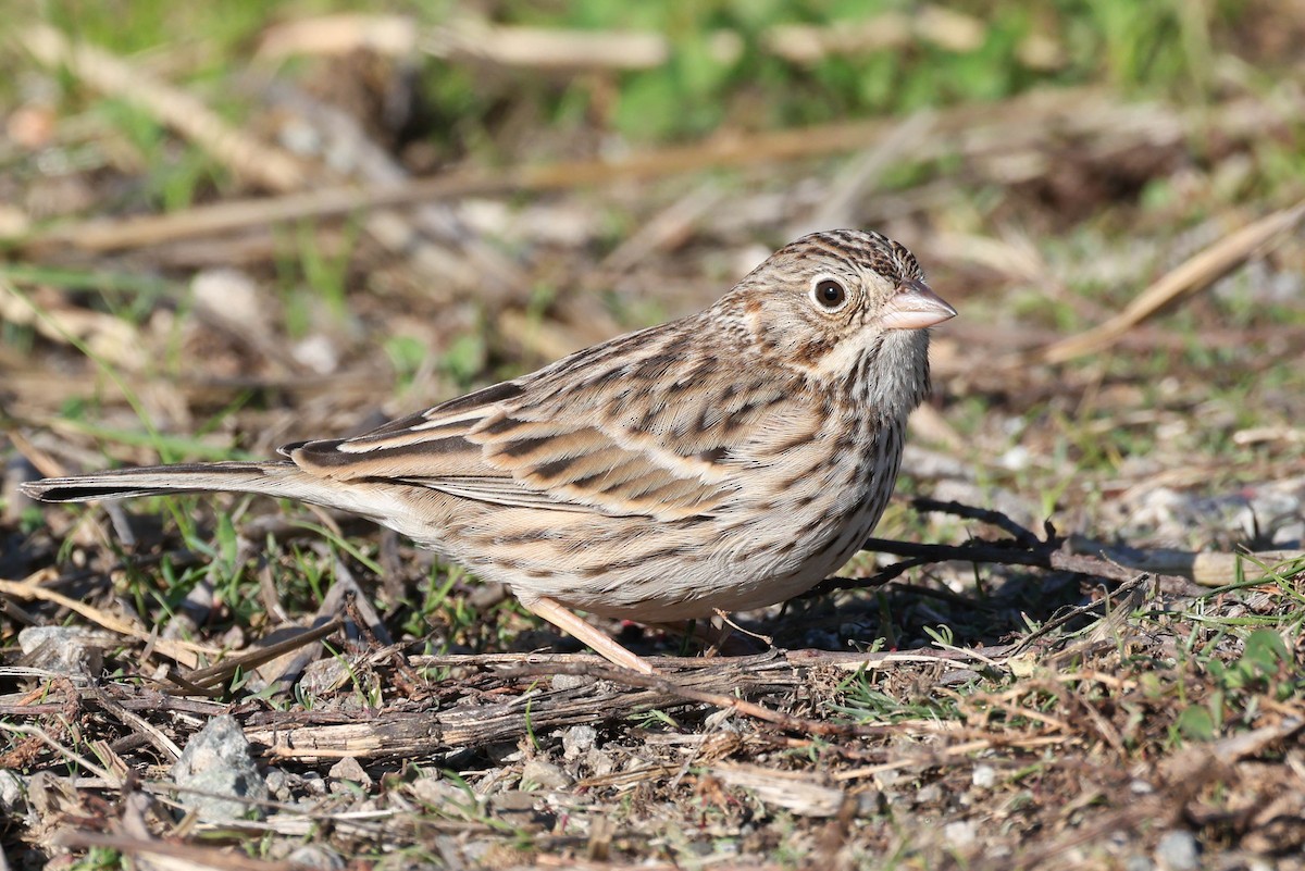 Vesper Sparrow - ML646777138