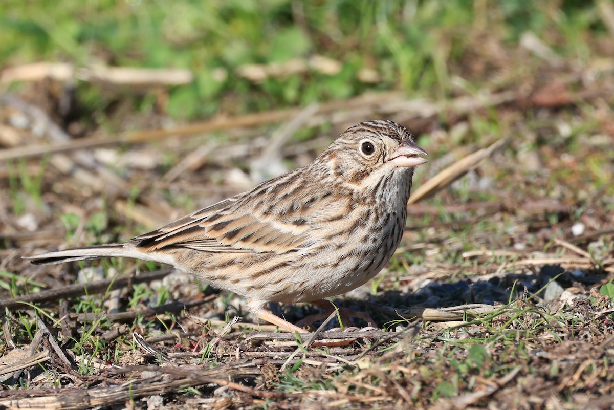 Vesper Sparrow - ML646777139