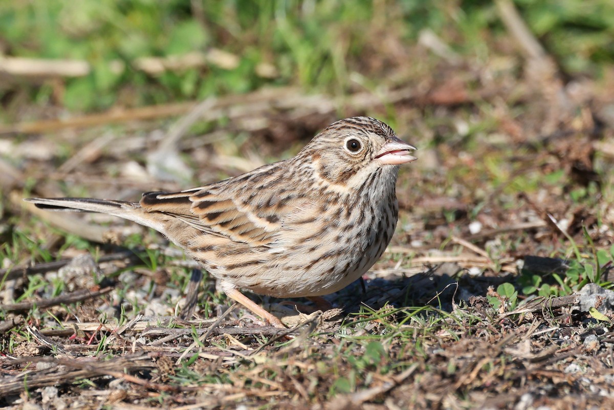 Vesper Sparrow - ML646777140