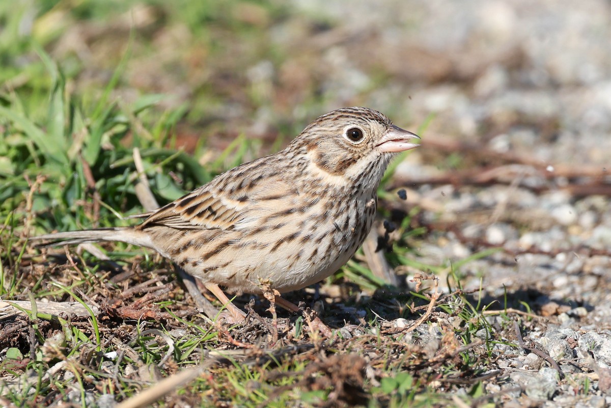 Vesper Sparrow - ML646777141