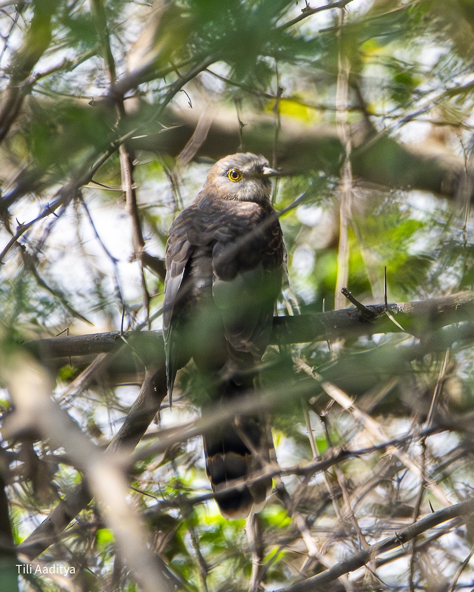 Common Hawk-Cuckoo - ML646777142