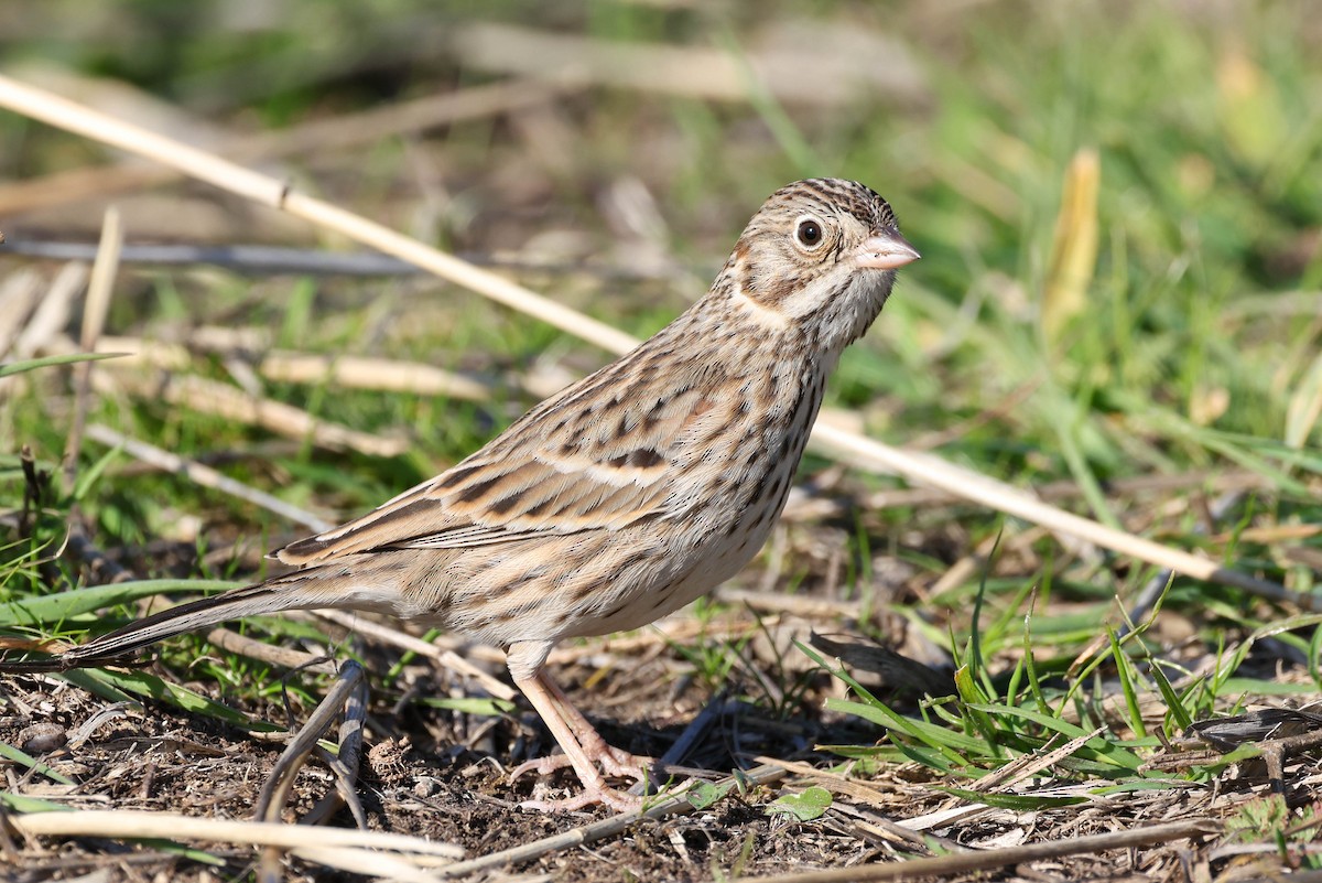 Vesper Sparrow - ML646777143