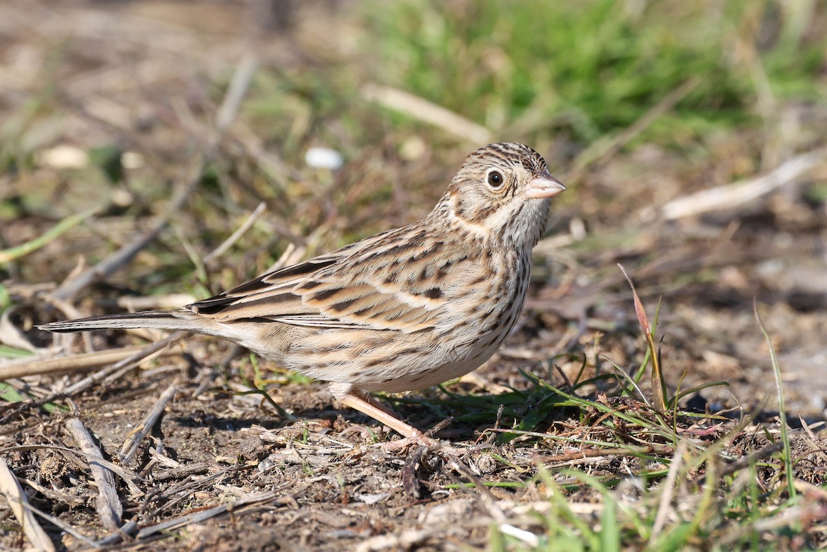 Vesper Sparrow - ML646777145