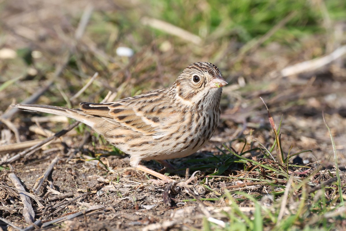 Vesper Sparrow - ML646777148