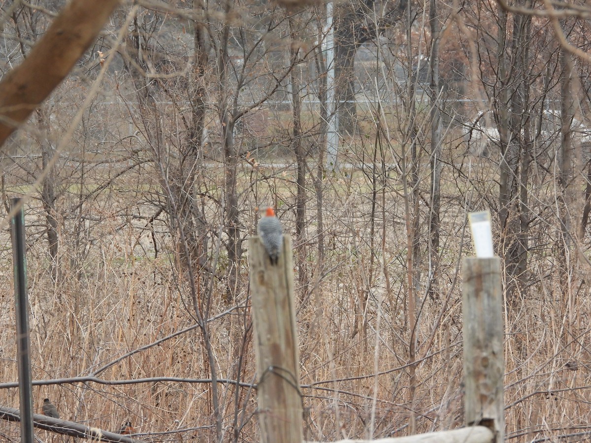 Red-bellied Woodpecker - ML646777149