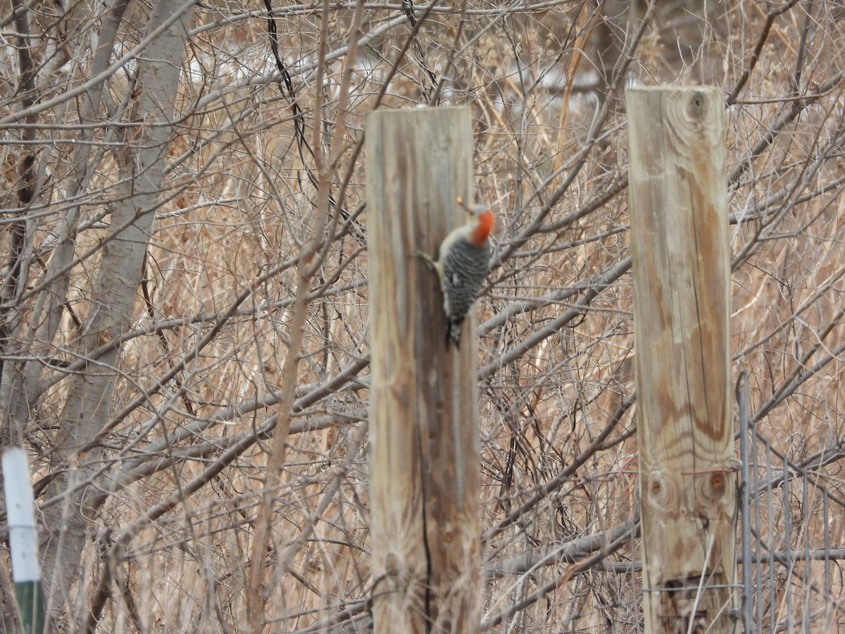 Red-bellied Woodpecker - ML646777150