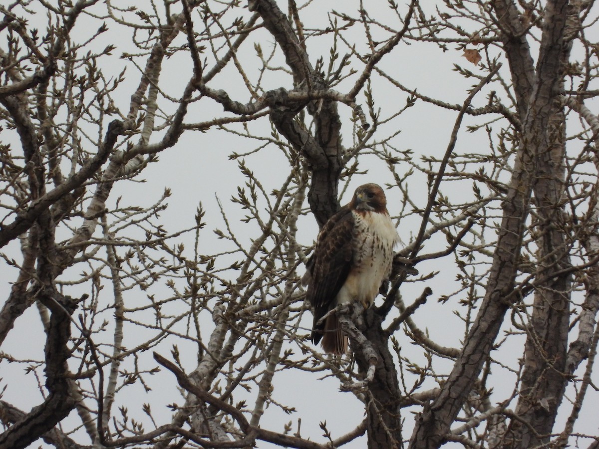 Red-tailed Hawk - ML646777155