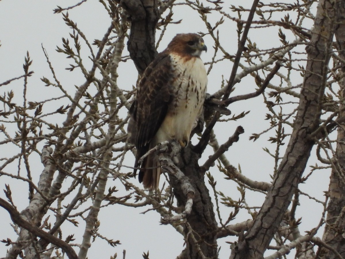 Red-tailed Hawk - ML646777156