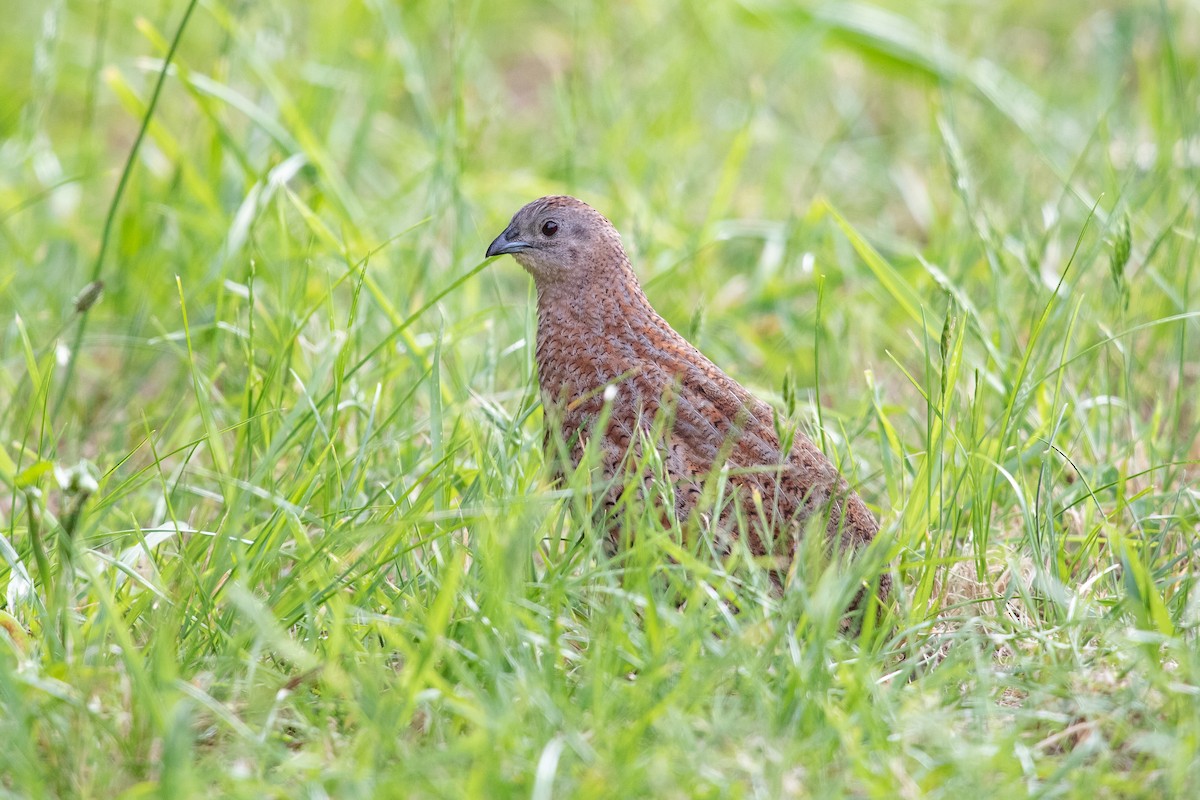 Brown Quail - ML646777157