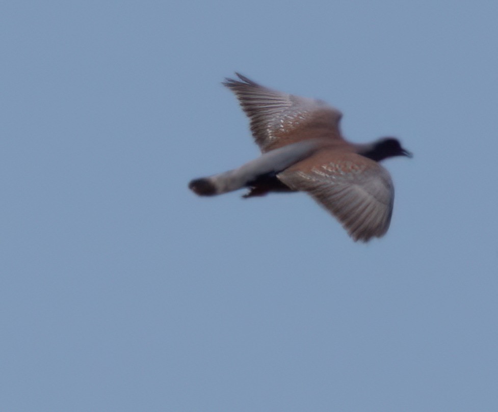 Speckled Pigeon - ML646777175