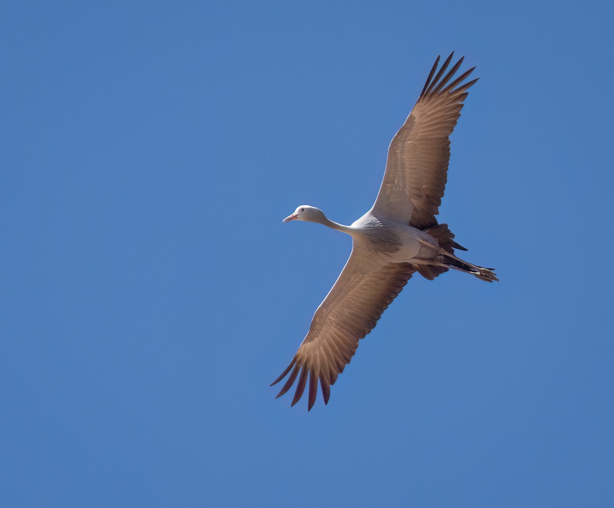 Blue Crane - ML646777179