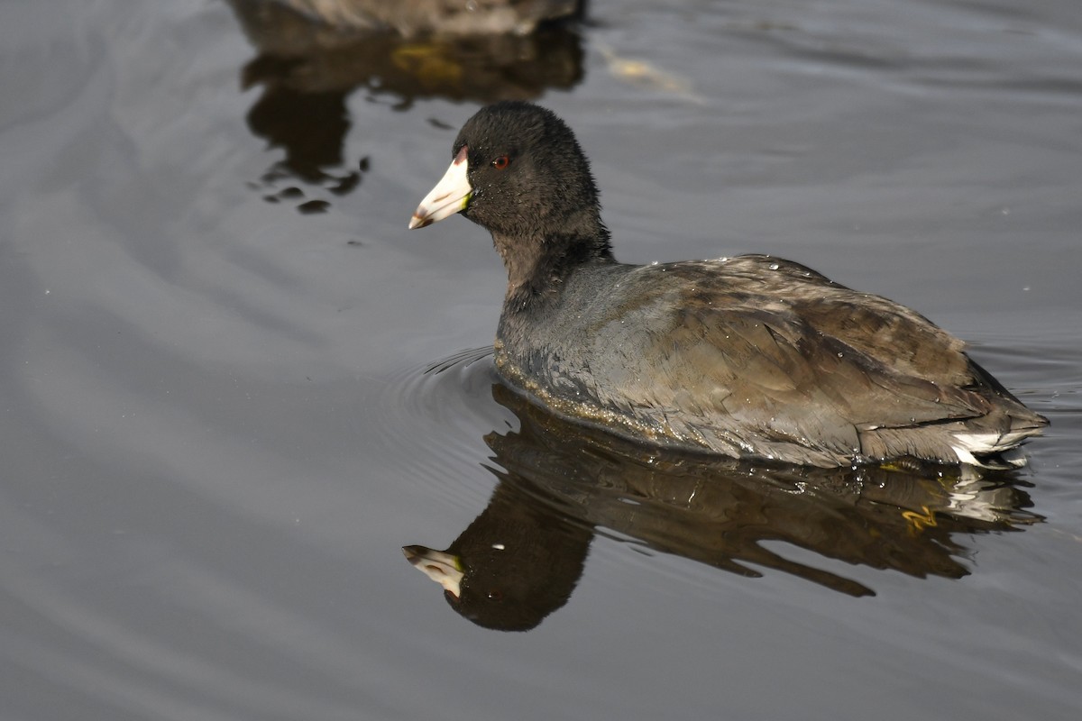 American Coot (Red-shielded) - ML646777181