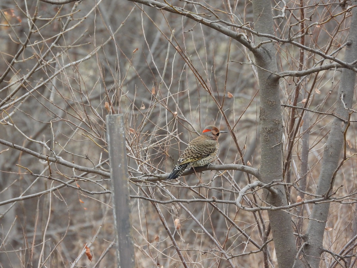 Northern Flicker - ML646777182
