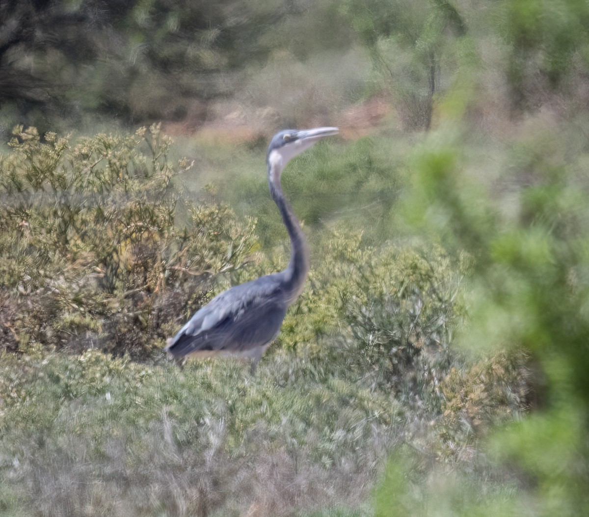 Black-headed Heron - ML646777184