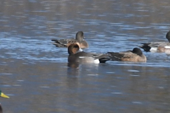 Eurasian x American Wigeon (hybrid) - ML646777186