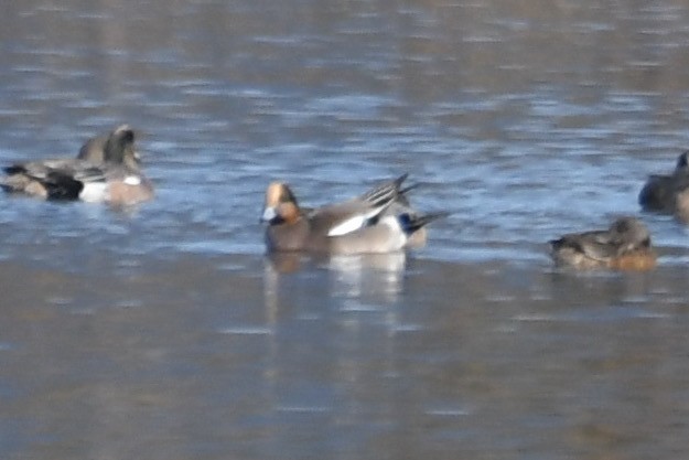 Eurasian x American Wigeon (hybrid) - ML646777187