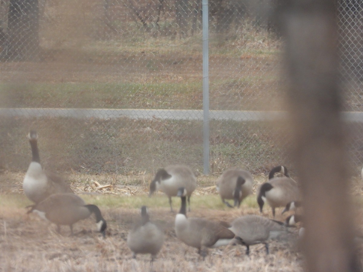 Canada Goose - ML646777189