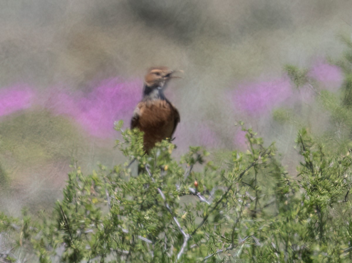 Spike-heeled Lark - ML646777194