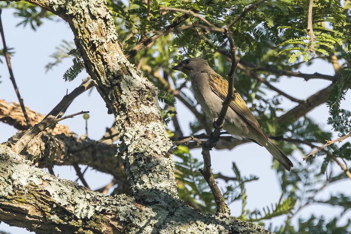 Indicador Menor - ML646777200