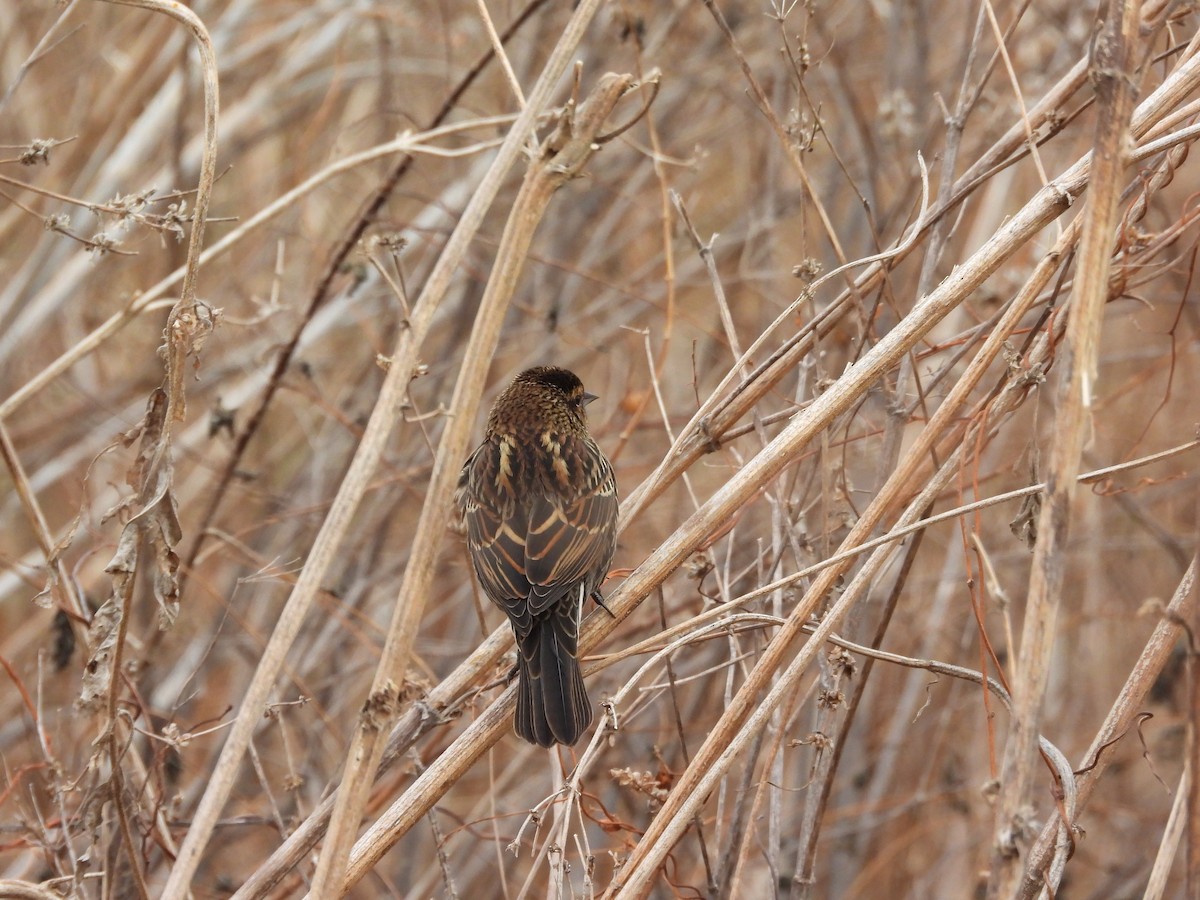Song Sparrow - ML646777201