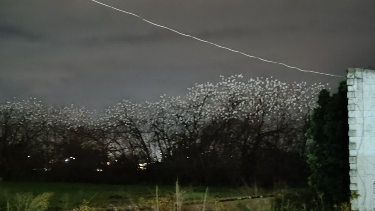 Western Cattle-Egret - ML646777202