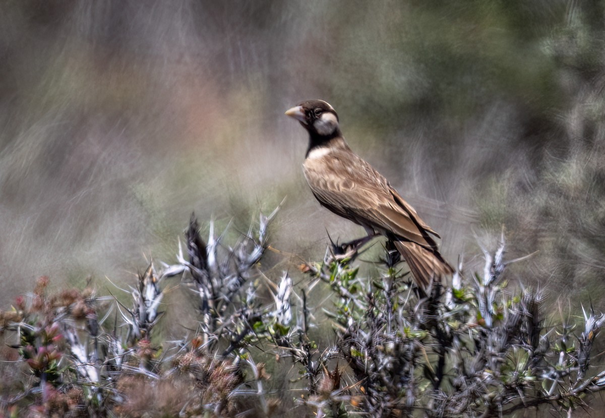 Gray-backed Sparrow-Lark - ML646777203