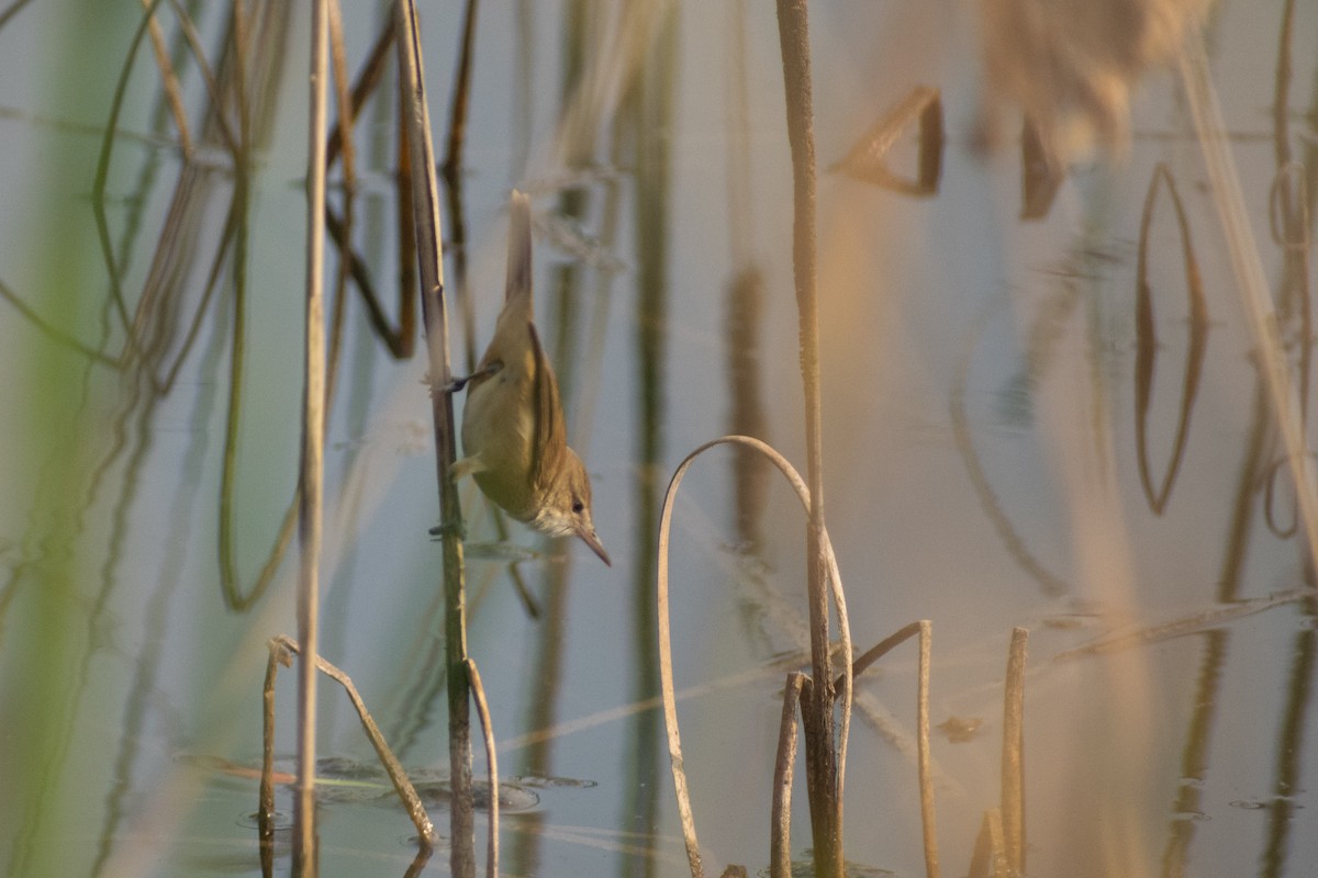 קנית אפריקנית - ML646777205