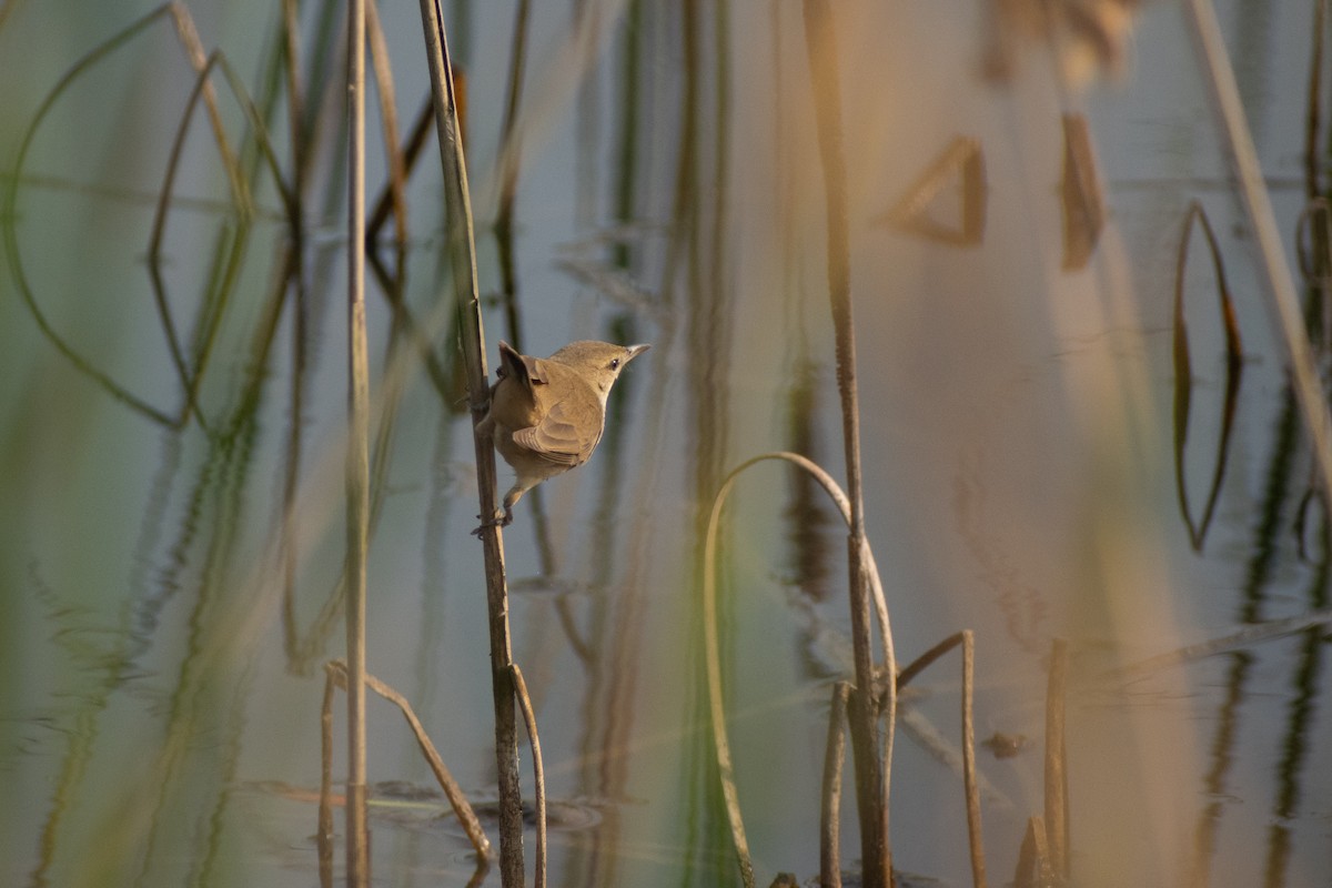 קנית אפריקנית - ML646777207
