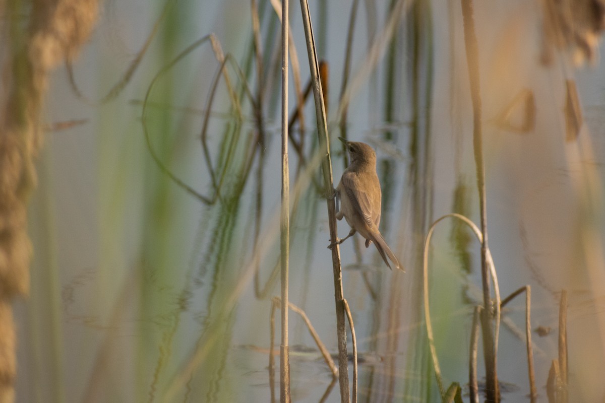 קנית אפריקנית - ML646777208