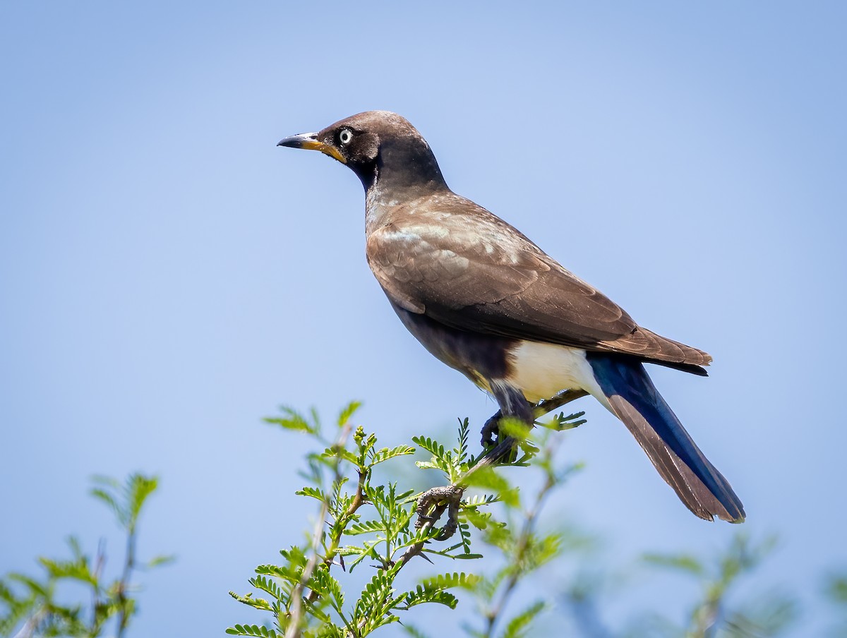 African Pied Starling - ML646777211