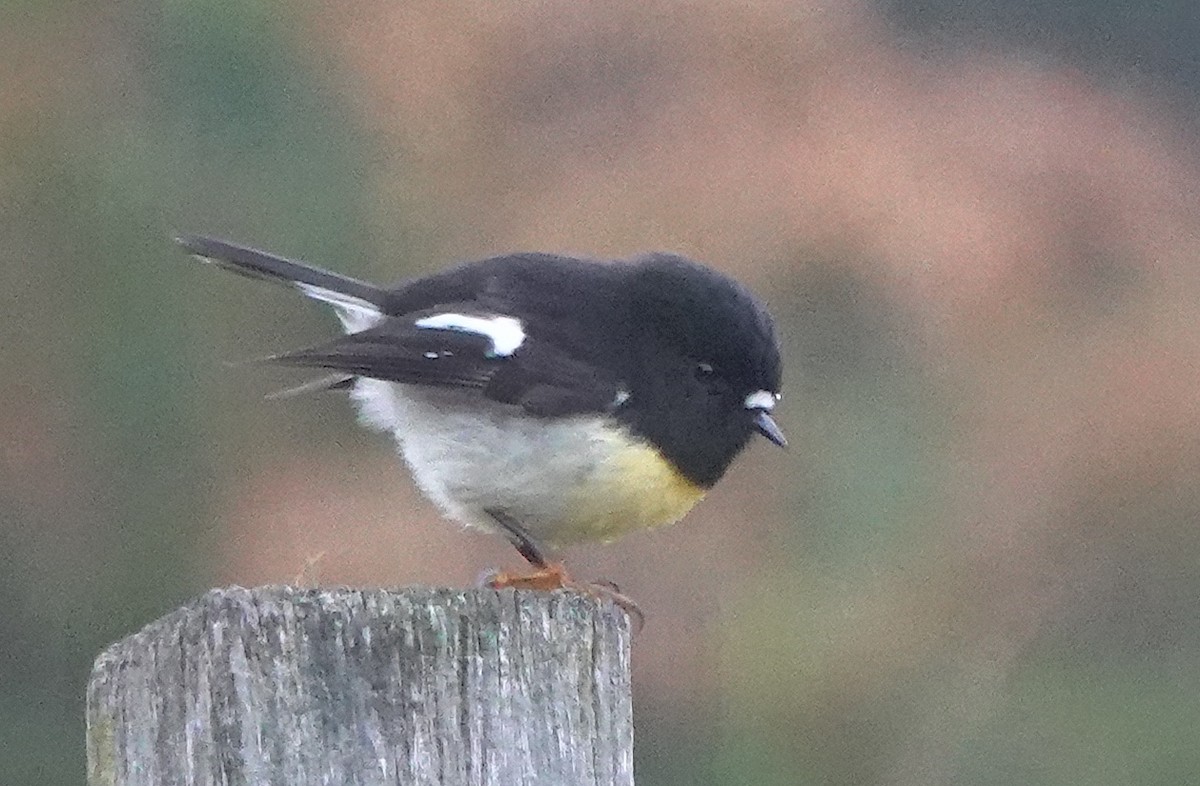 Тоутоваї великоголовий - ML646777212