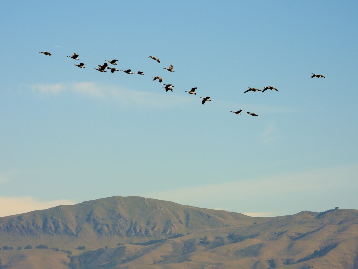 Bernache du Canada - ML646777213