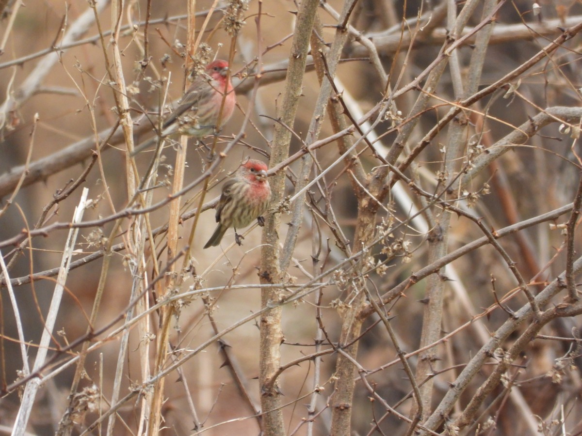 House Finch - ML646777214