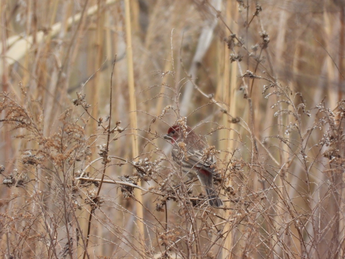 House Finch - ML646777215