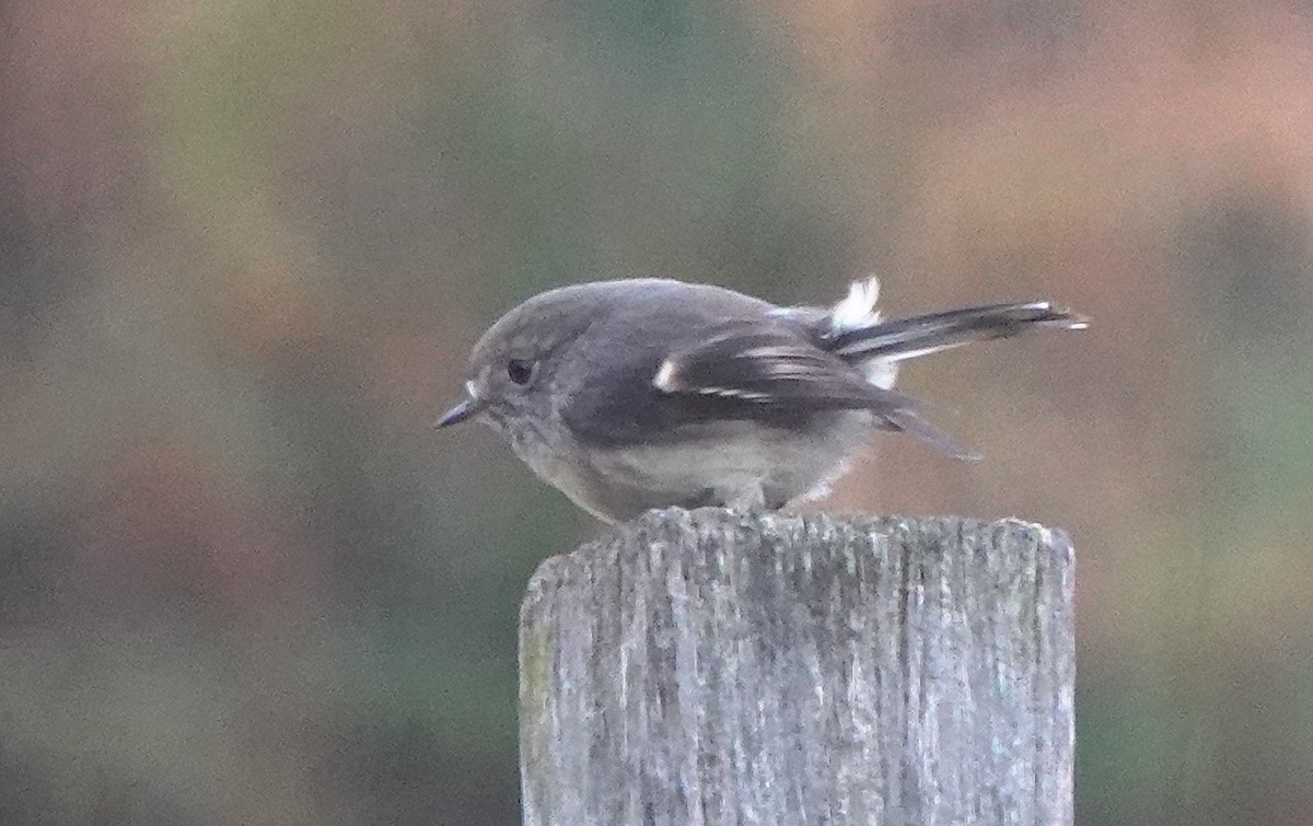 Тоутоваї великоголовий - ML646777216