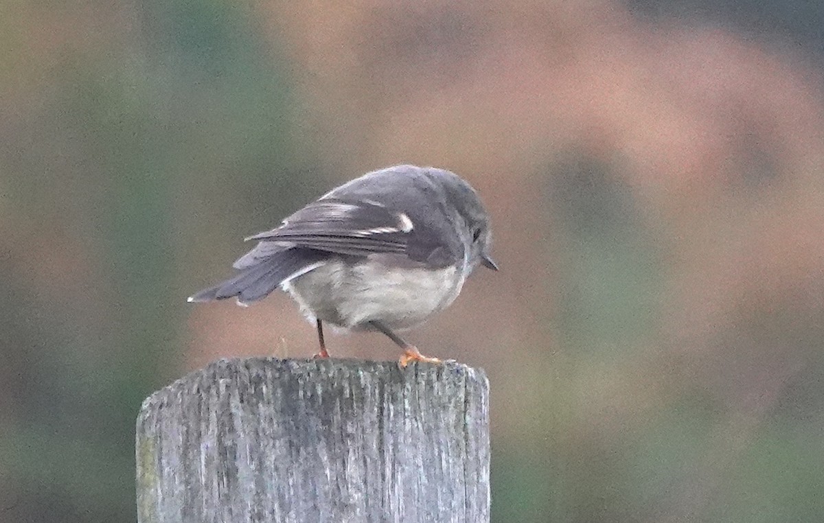 Тоутоваї великоголовий - ML646777219