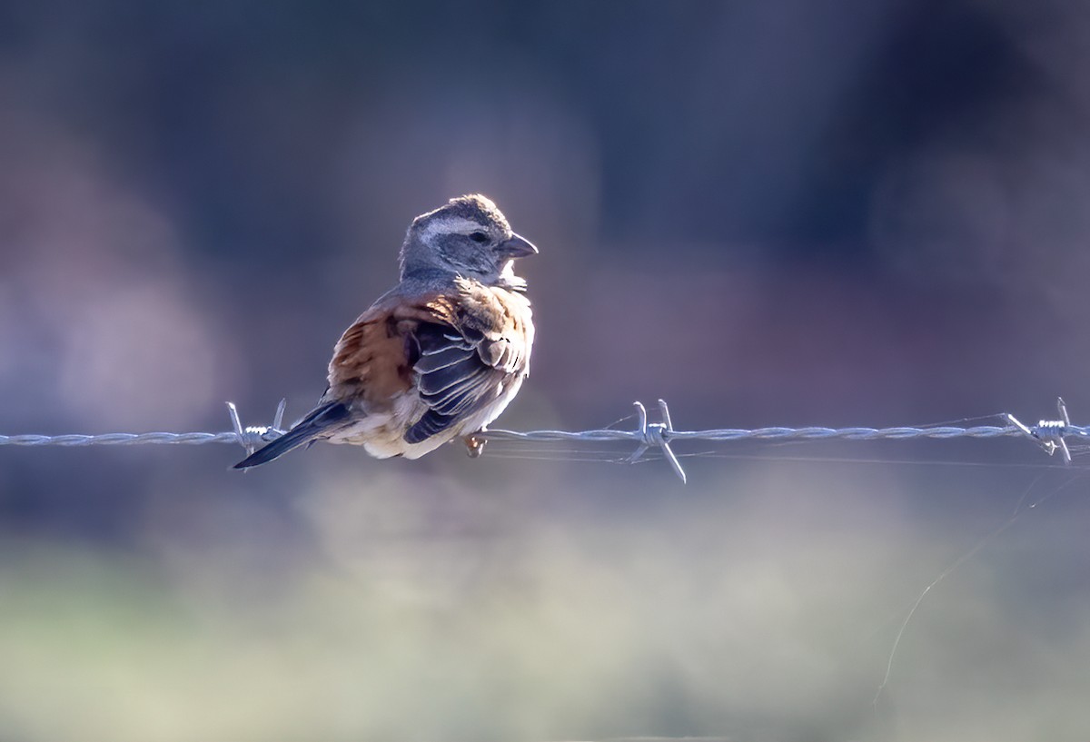 Cape Sparrow - ML646777223