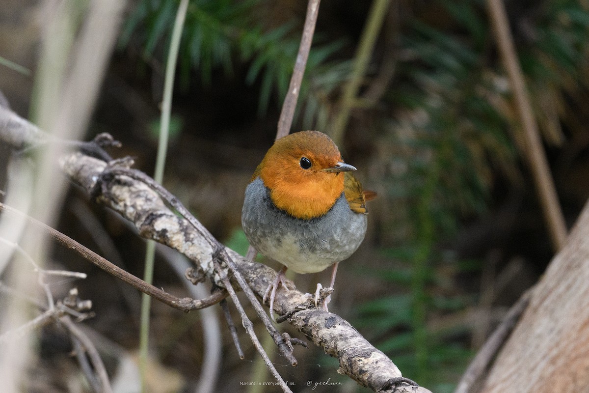 Japanese Robin - ML646777226