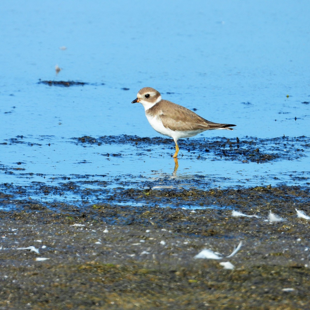 Pluvier semipalmé - ML646777227